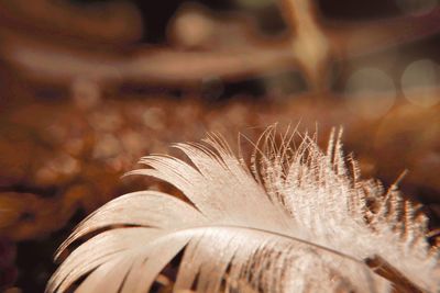 Macro shot of flowering plant