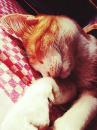 Close-up of cat sleeping on bed