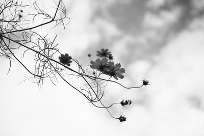 Cherry blossoms in spring against sky