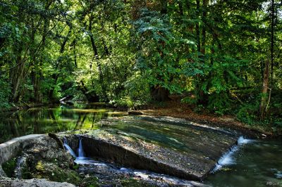 Scenic view of stream flowing in forest