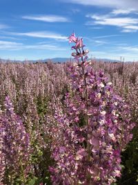 Close-up of pink flowering plants on field