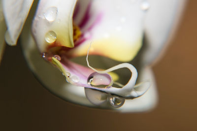 Close up of orchid