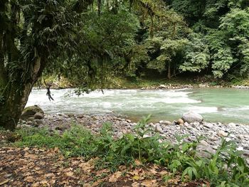 View of trees in water