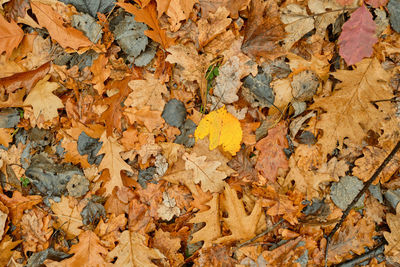 Autumn leaves on golden background. autumn forest background. yellow leaf