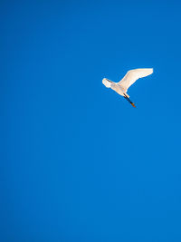 Low angle view of seagull flying in sky