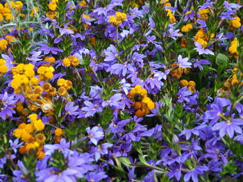 High angle view of insect on purple flowering plant