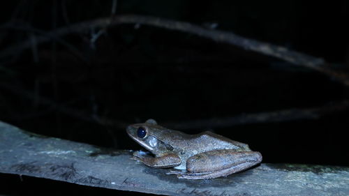 Close-up of frog on leaf at night