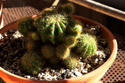 High angle view of succulent plant in pot