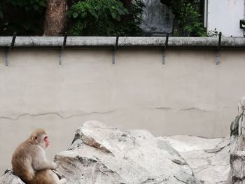 View of a bird against wall