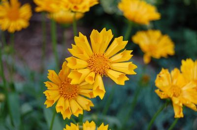 Close-up of yellow flowers