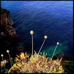 Plants in water