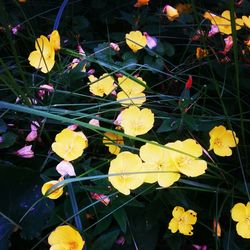 Close-up of yellow flowers blooming outdoors