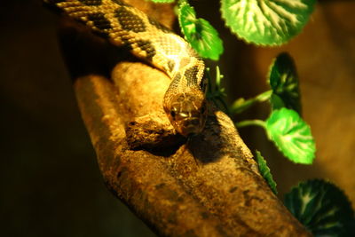 Close-up of lizard on tree
