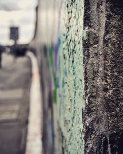 Close up of tree trunk