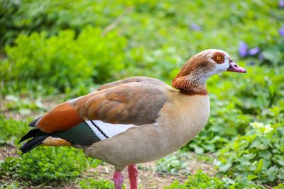 Close-up of duck on field