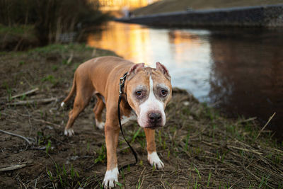 Portrait of dog standing in water