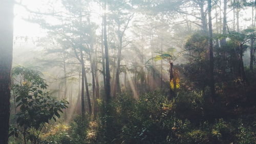 Trees in forest