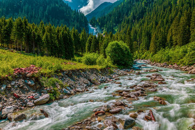 Scenic view of river flowing through forest