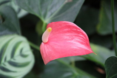 Close-up of pink rose