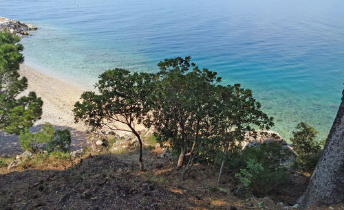 High angle view of trees by sea