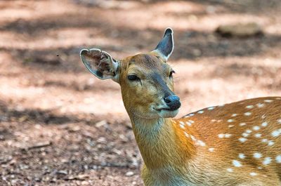 Close-up of deer on land