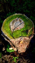 High angle view of tree stump