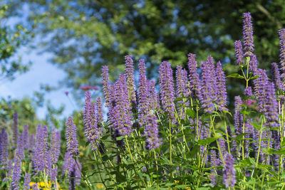 Close-up of purple flowering plants