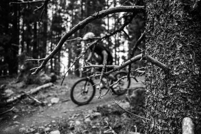 Bicycle in forest