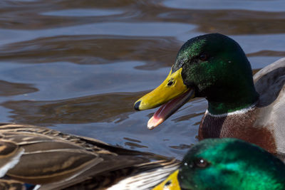 Close-up of mallard duck swimming in lake