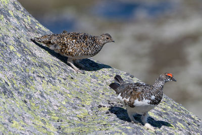 Close-up of birds perching on rock