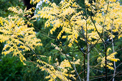 Close-up of yellow flowers on field