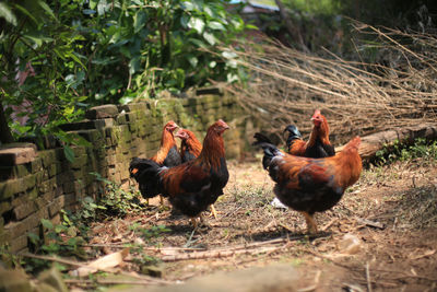 Domestic birds at farm