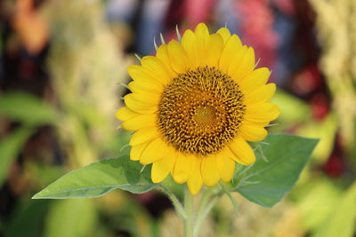 Close-up of yellow flower blooming outdoors