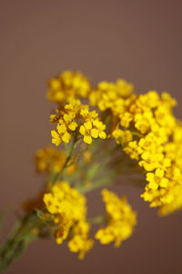 Close-up of yellow flowering plant