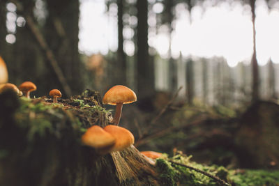 Close-up of mushrooms