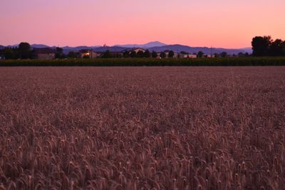 Scenic view of field against clear sky