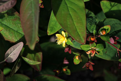 Close-up of yellow flowering plant