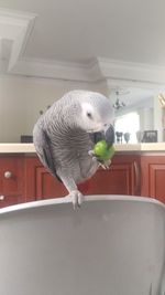 Close-up of parrot perching at home