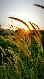 Close-up of crops growing on field against sky