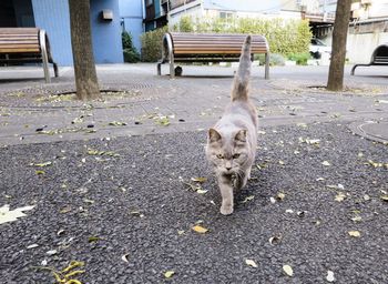 Portrait of cat walking on street