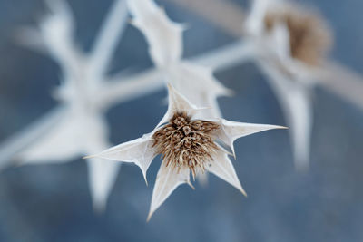 Close-up of flower against blurred background