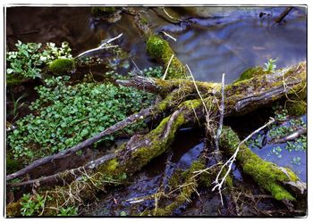 Close-up of plants in forest