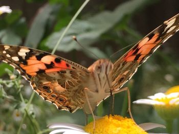 Close-up of butterfly pollinating flower