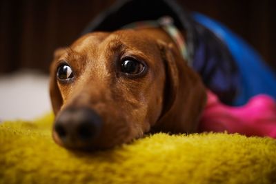 Close-up portrait of dog