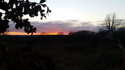 Silhouette trees on field against sky at sunset