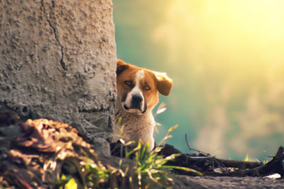 Portrait of dog sitting outdoors