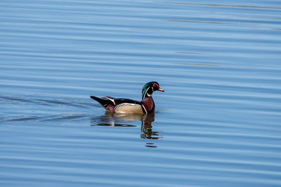 View of duck swimming in lake