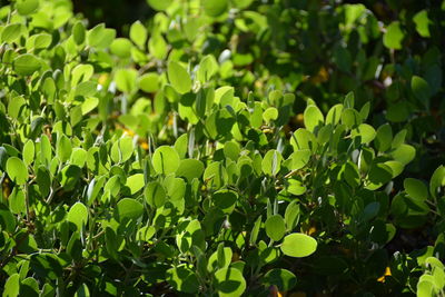 Close-up of plants