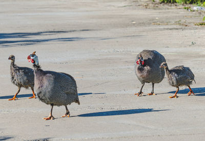 View of birds on the road