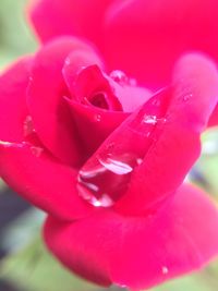 Close-up of water drops on flower